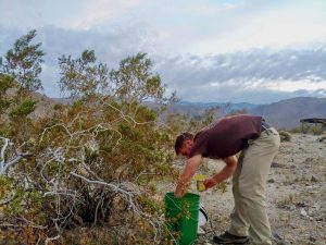 Chris checks a moth light trap the morning after a successful sampling night in the creosote bush scrub desert of Boyd Deep Canyon. Credit Annika Rose-Person.