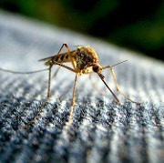 mosquitogene