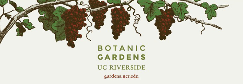 vine with grapes (c) UCR