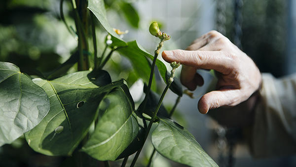 Greenhouse, hand pointing at plant (c) UCR