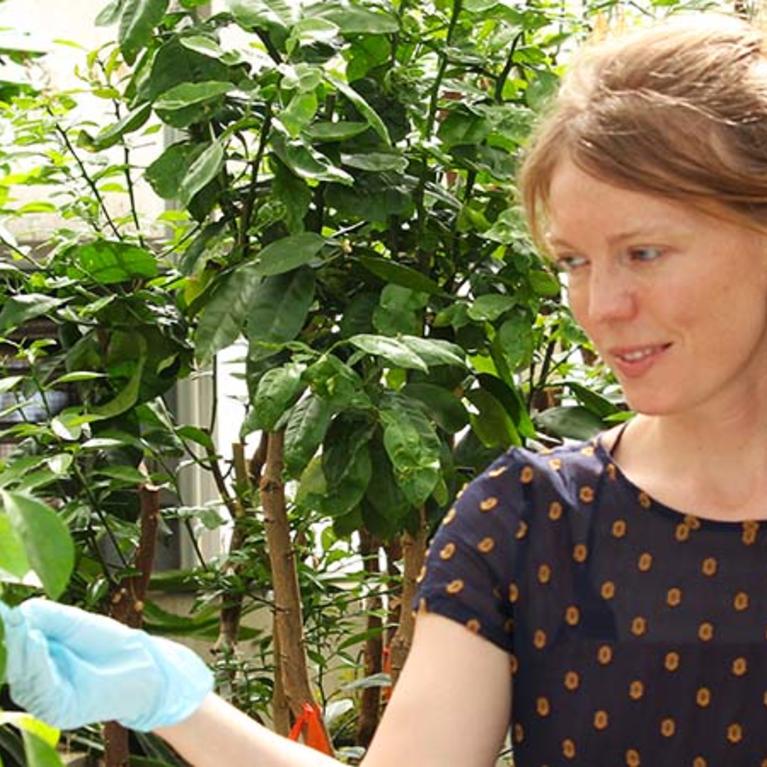 Danielle Steveneson, Etox PhD student, in Greenhouse 8