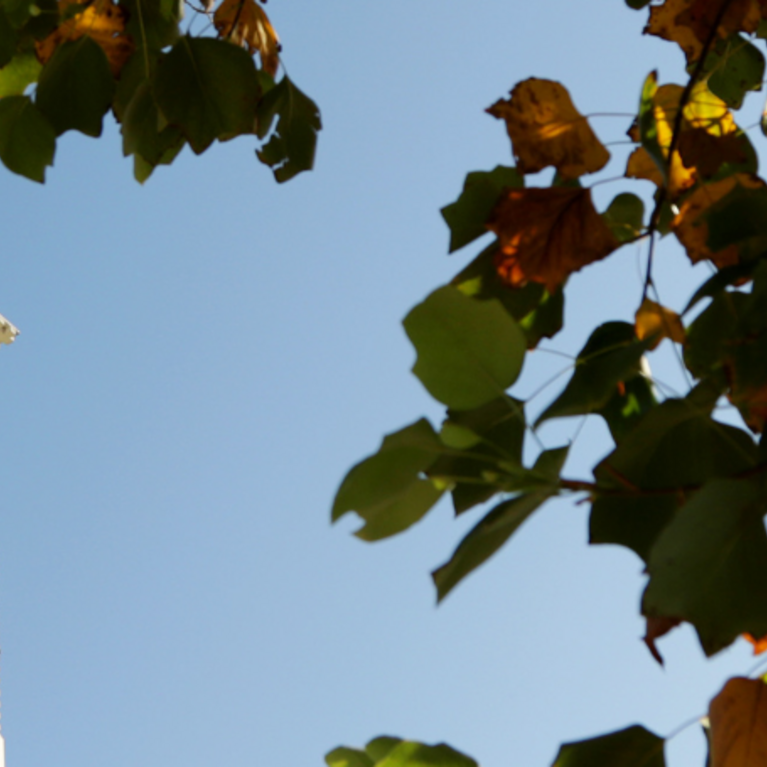 UCR bell tower with fall leaves