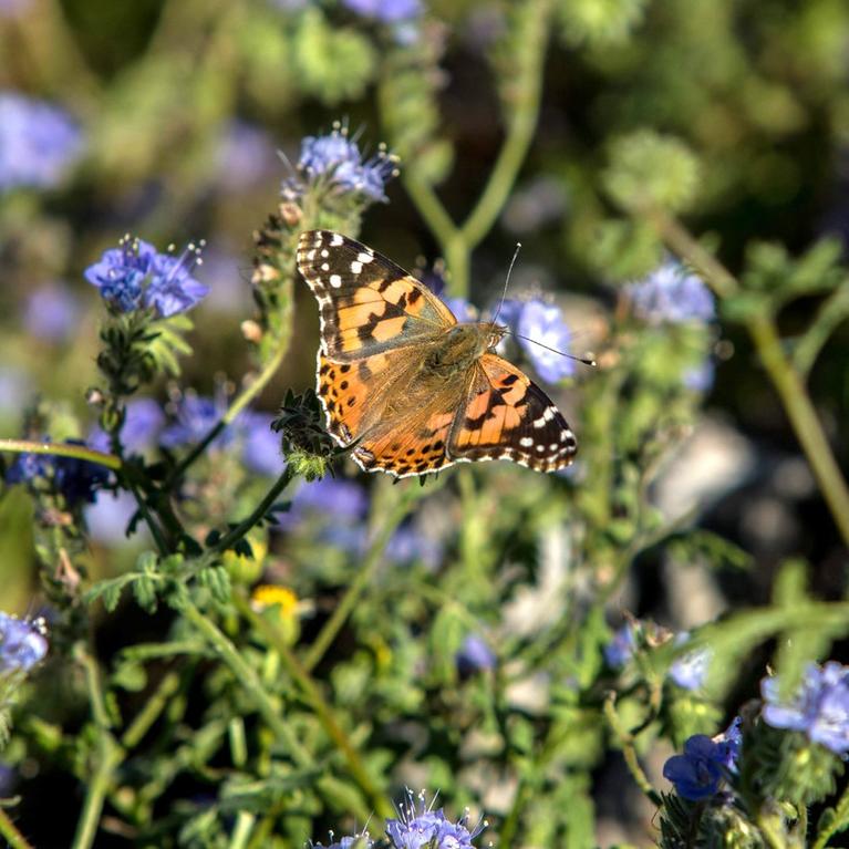 Painted Lady butterfly