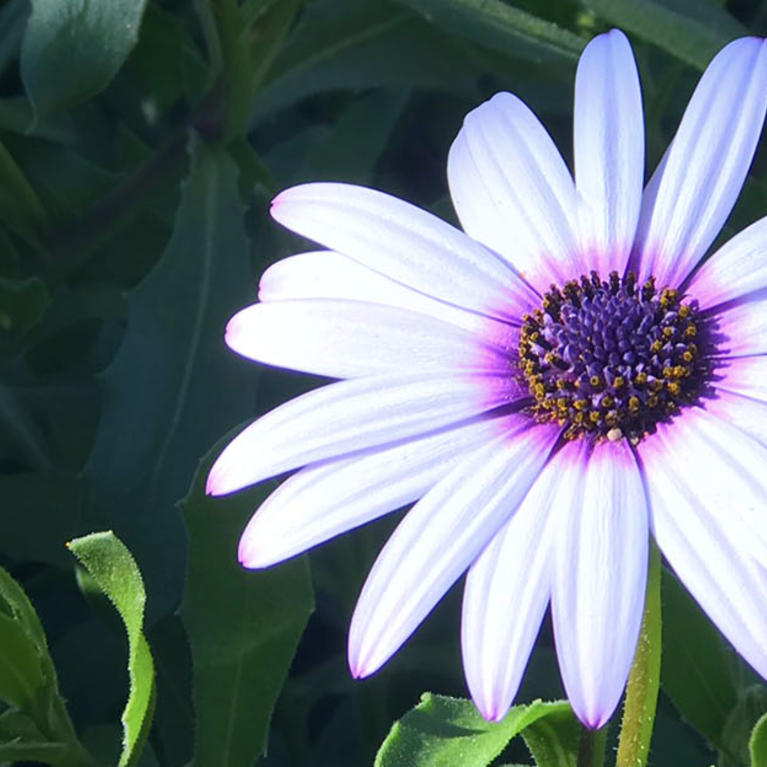 Blooming flower at UCR Botanic Gardens (c) UCR / Ilse Ungeheuer