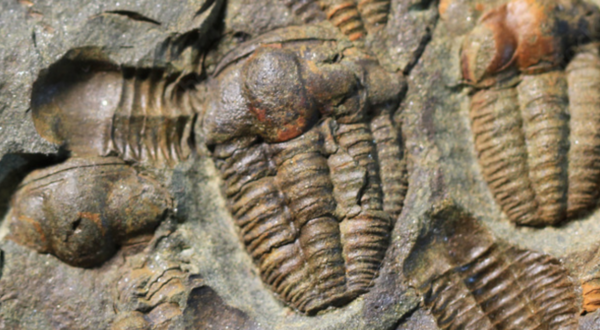 Fossil Bed