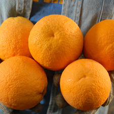 Oranges