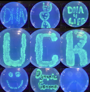 UCR Petri Dishes