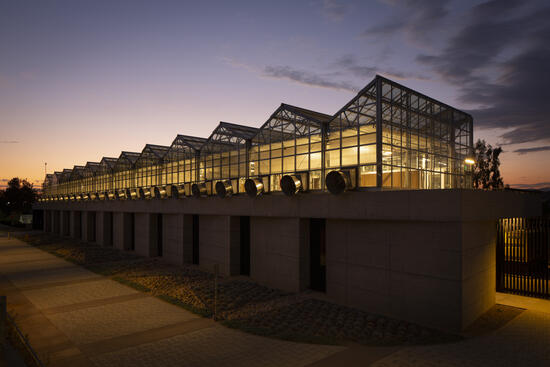 Lab at sunset