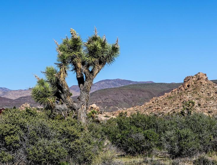 Joshua Tree