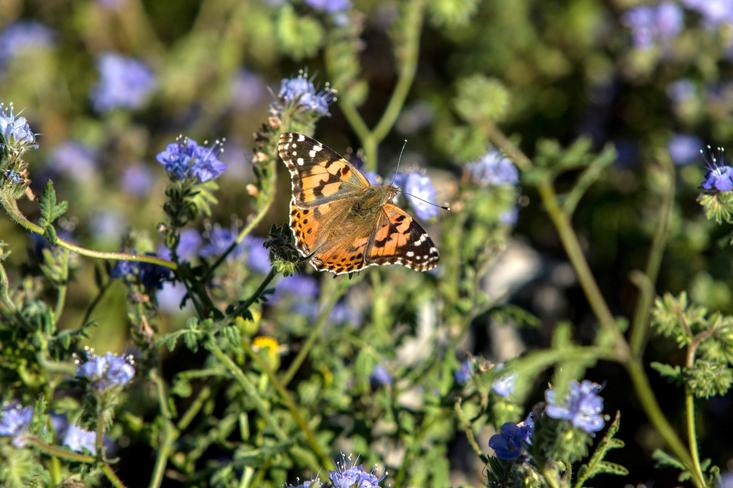 Painted Lady butterfly