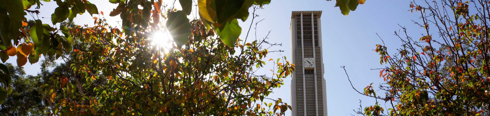 UCR bell tower and trees